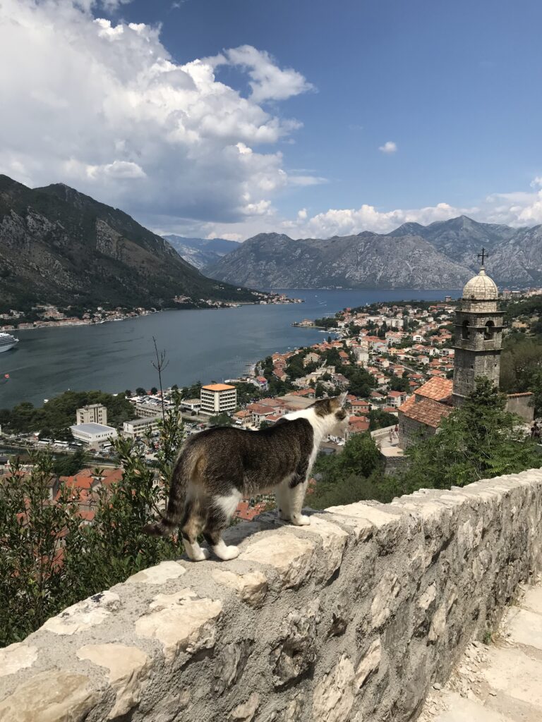 kotor